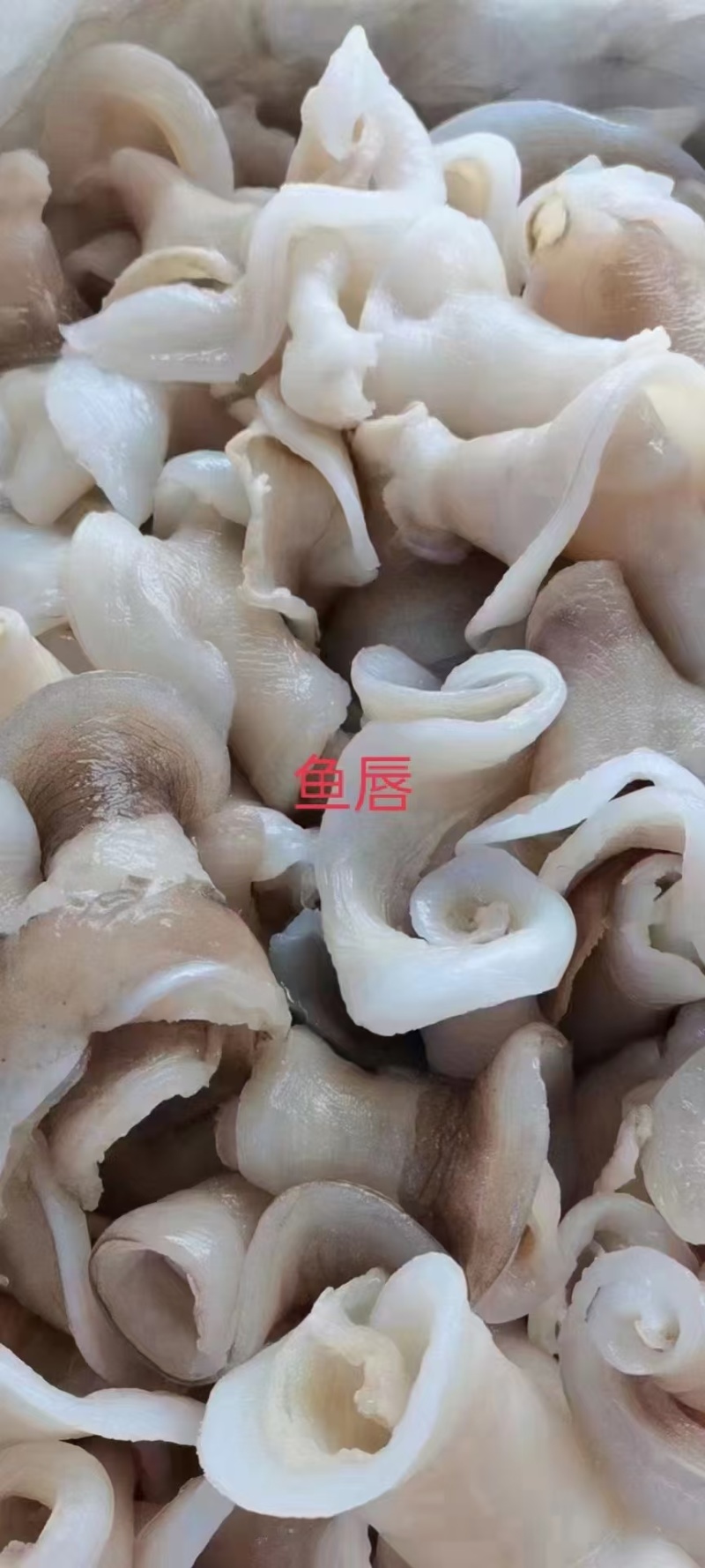 鱼翅金钩翅各种品质