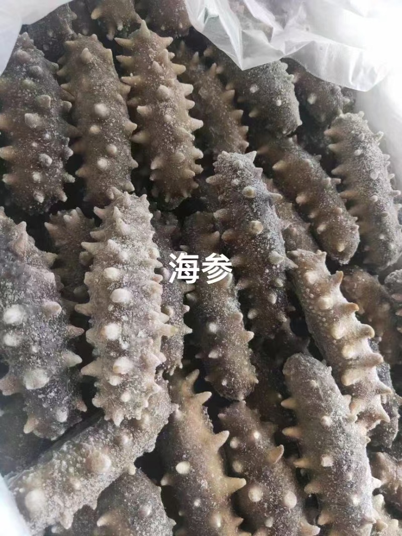 鱼翅金钩翅各种品质