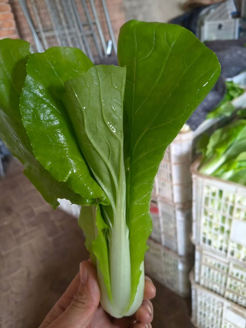 大量供应油菜，价格不贵！质量非常好！要的老板联系