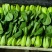 大量供应油菜，价格不贵！质量非常好！要的老板联系