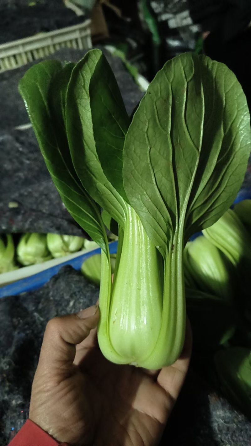 大量供应油菜，价格不贵！质量非常好！要的老板联系