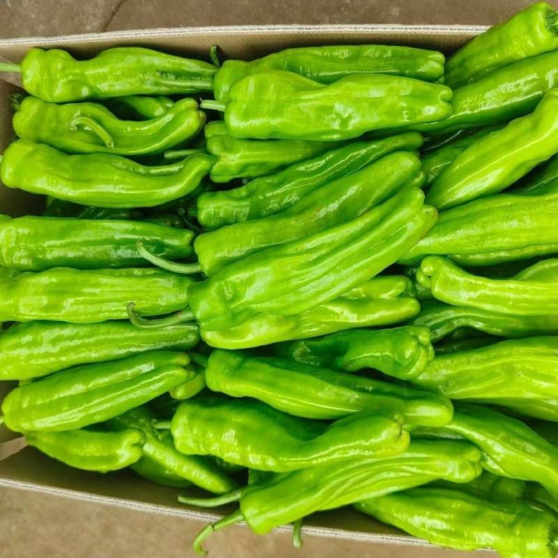 薄皮辣椒陇椒芜湖椒基地现摘现发大量上市