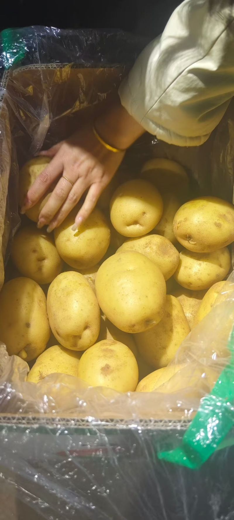 河南一手货源黄心土豆新鲜上市软糯可口对接全国市场价格美丽