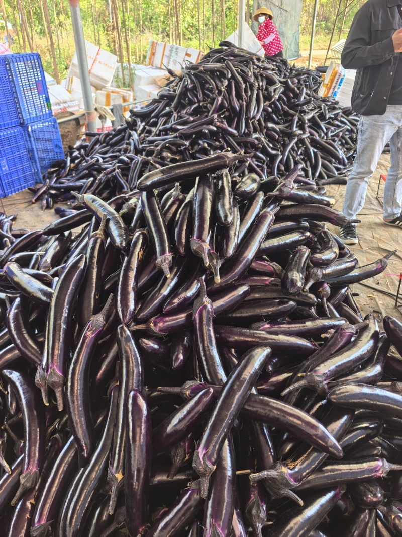 紫长茄烧烤茄现摘现发大量上市基地直摘