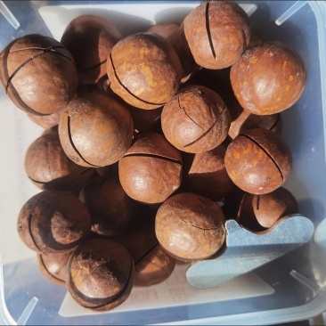 电商夏威夷果接代发批发