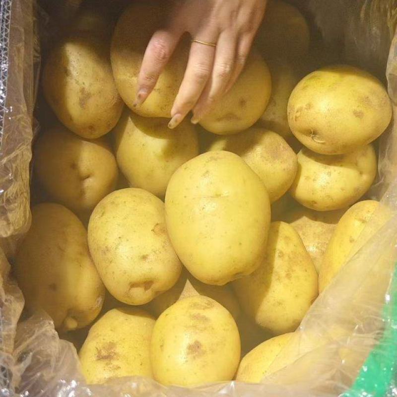 （热卖）河南黄心土豆新鲜上市价格美丽对接全国量大从优热卖