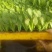 【油麦菜苗】云南油麦菜种苗/品种齐全/对接全网便宜