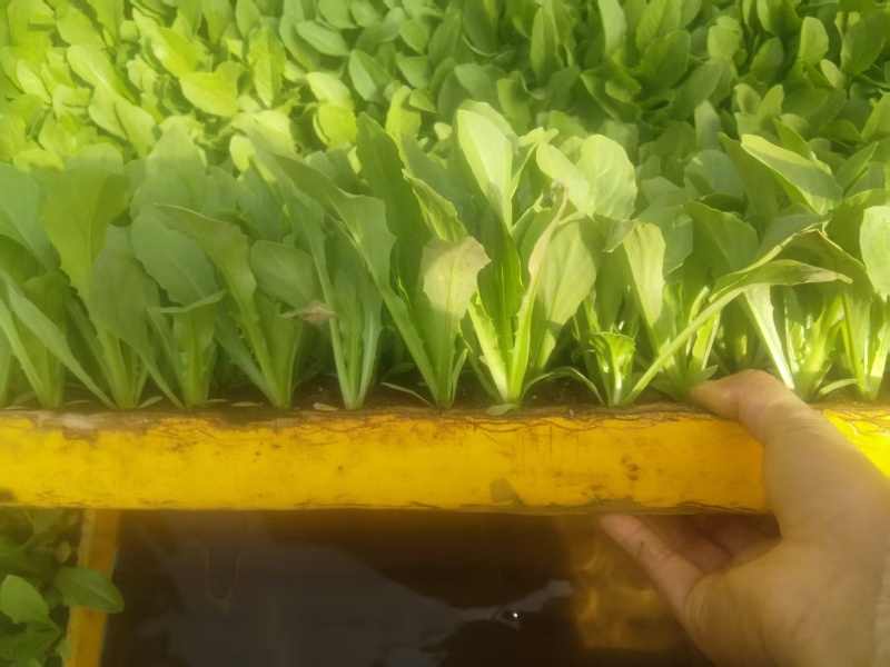 【油麦菜苗】云南油麦菜种苗/品种齐全/对接全网便宜