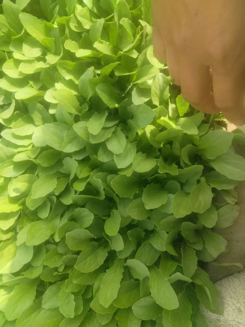 【油麦菜苗】云南油麦菜种苗/品种齐全/对接全网便宜