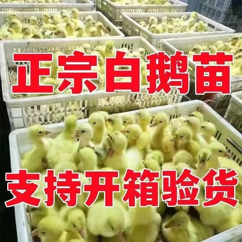 优质鹅苗现货现发，四季鹅，扬州大白鹅三花鹅