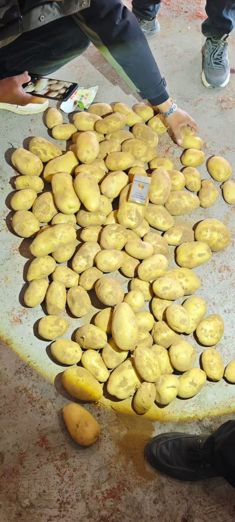 （热卖）陕西黄心土豆新鲜上市价格美丽对接全国市场量大从优