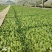 【生菜苗】意大利生菜种苗/云南生菜苗/规格齐全品质齐全