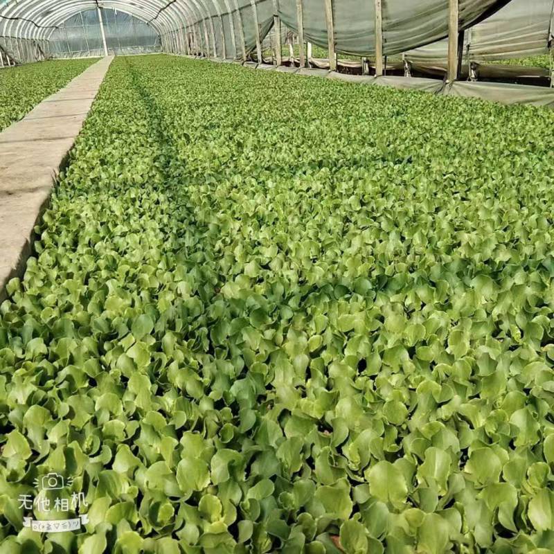 【生菜苗】意大利生菜种苗/云南生菜苗/规格齐全品质齐全