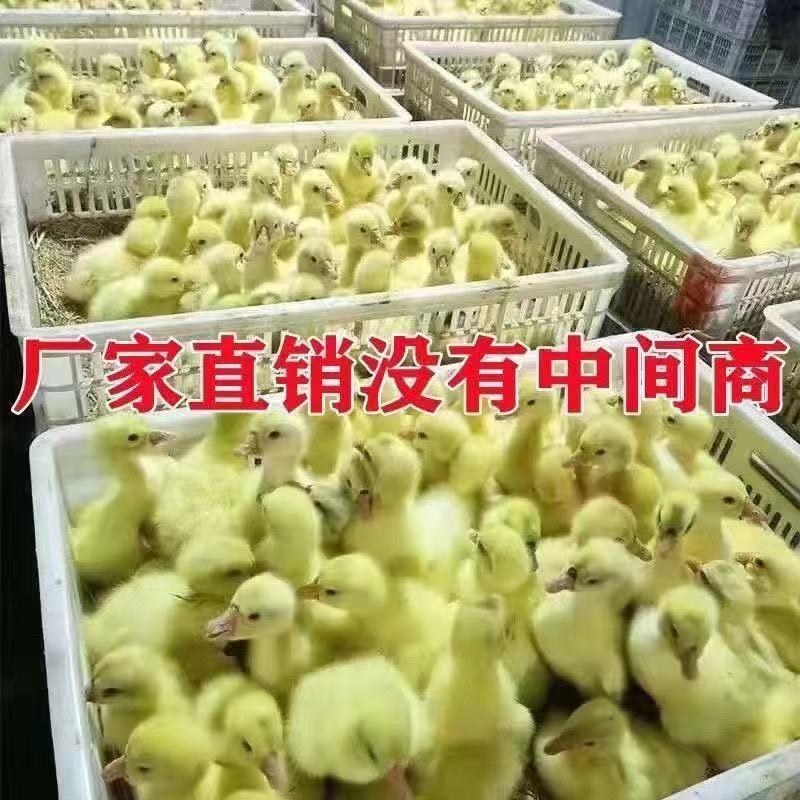 优质鹅苗现货现发，四季鹅，扬州大白鹅三花鹅