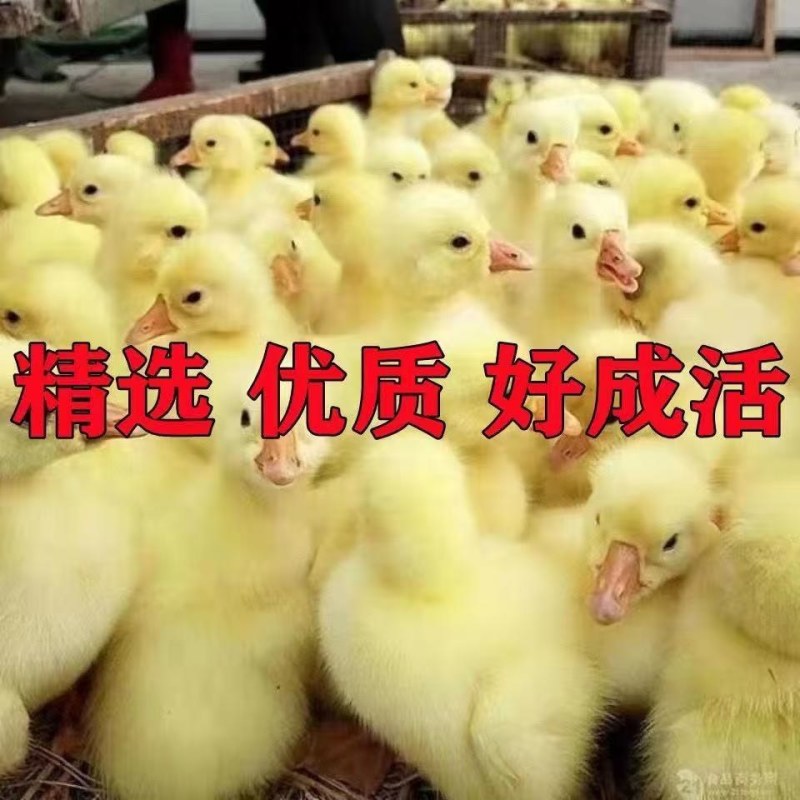 优质鹅苗现货现发，四季鹅，扬州大白鹅三花鹅