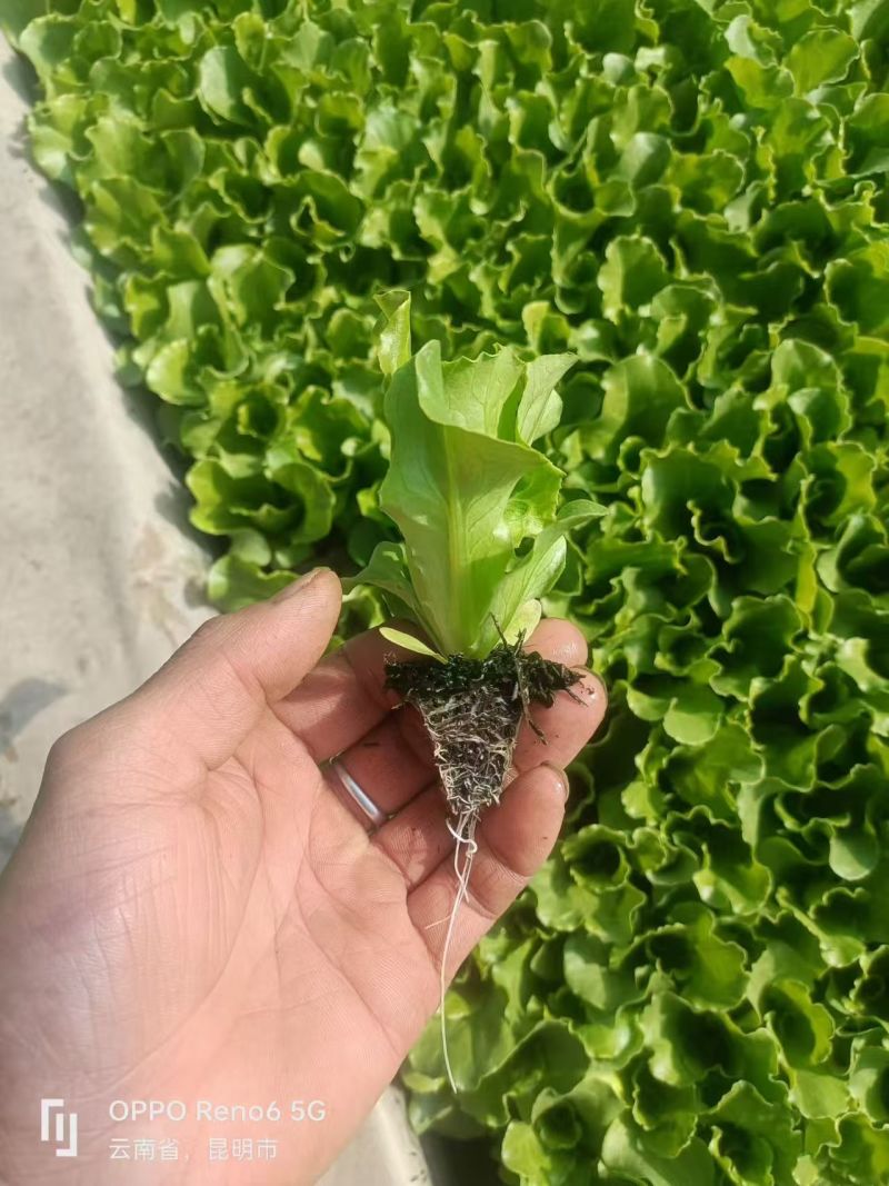 【生菜苗】意大利生菜种苗/云南生菜苗/规格齐全品质齐全