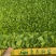 【生菜苗】意大利生菜种苗/云南生菜苗/规格齐全品质齐全