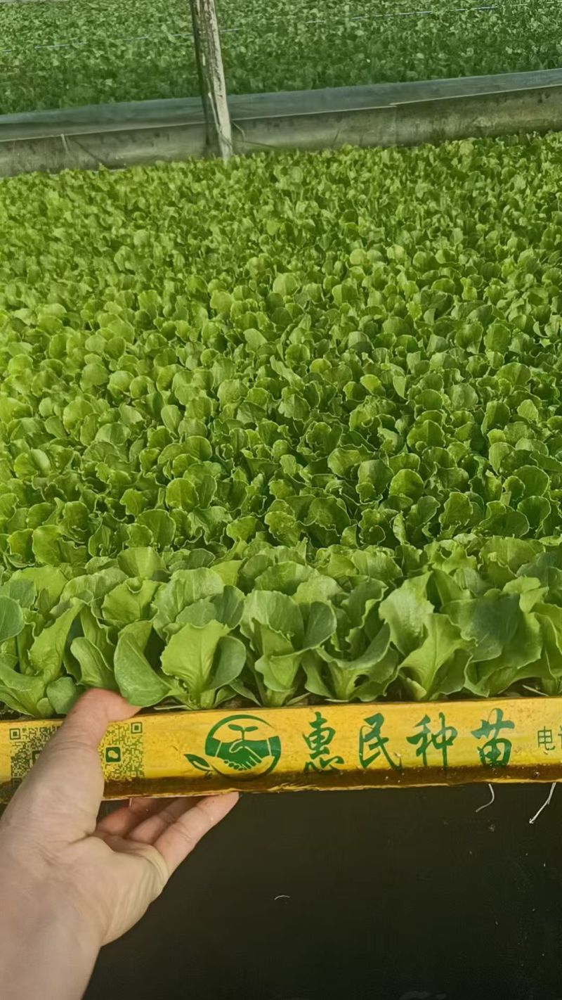 【生菜苗】意大利生菜种苗/云南生菜苗/规格齐全品质齐全