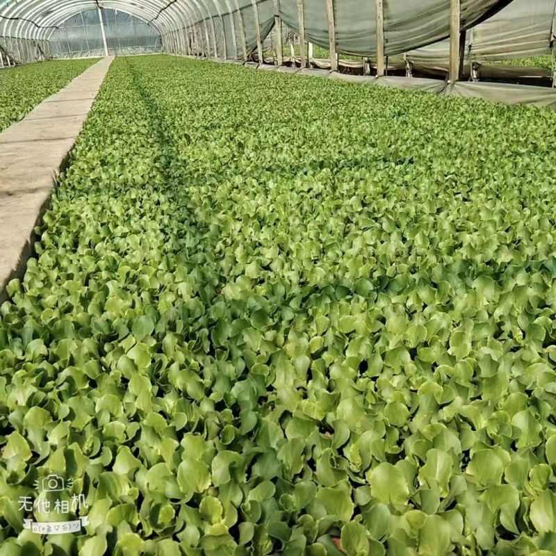 【生菜苗】意大利生菜种苗/云南生菜苗/规格齐全品质齐全