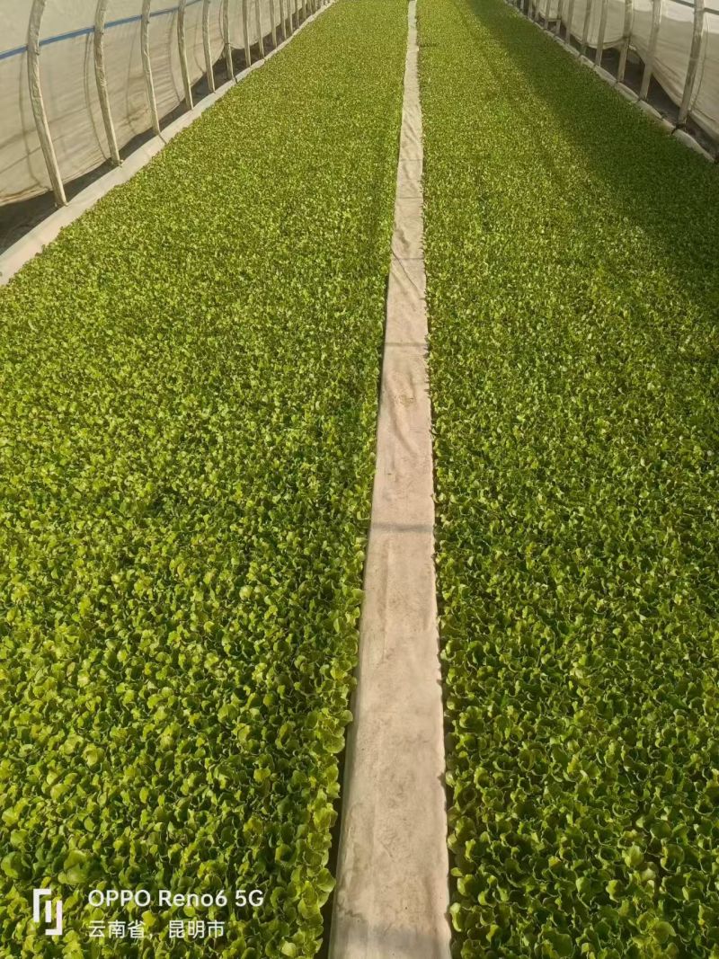 【生菜苗】意大利生菜种苗/云南生菜苗/规格齐全品质齐全