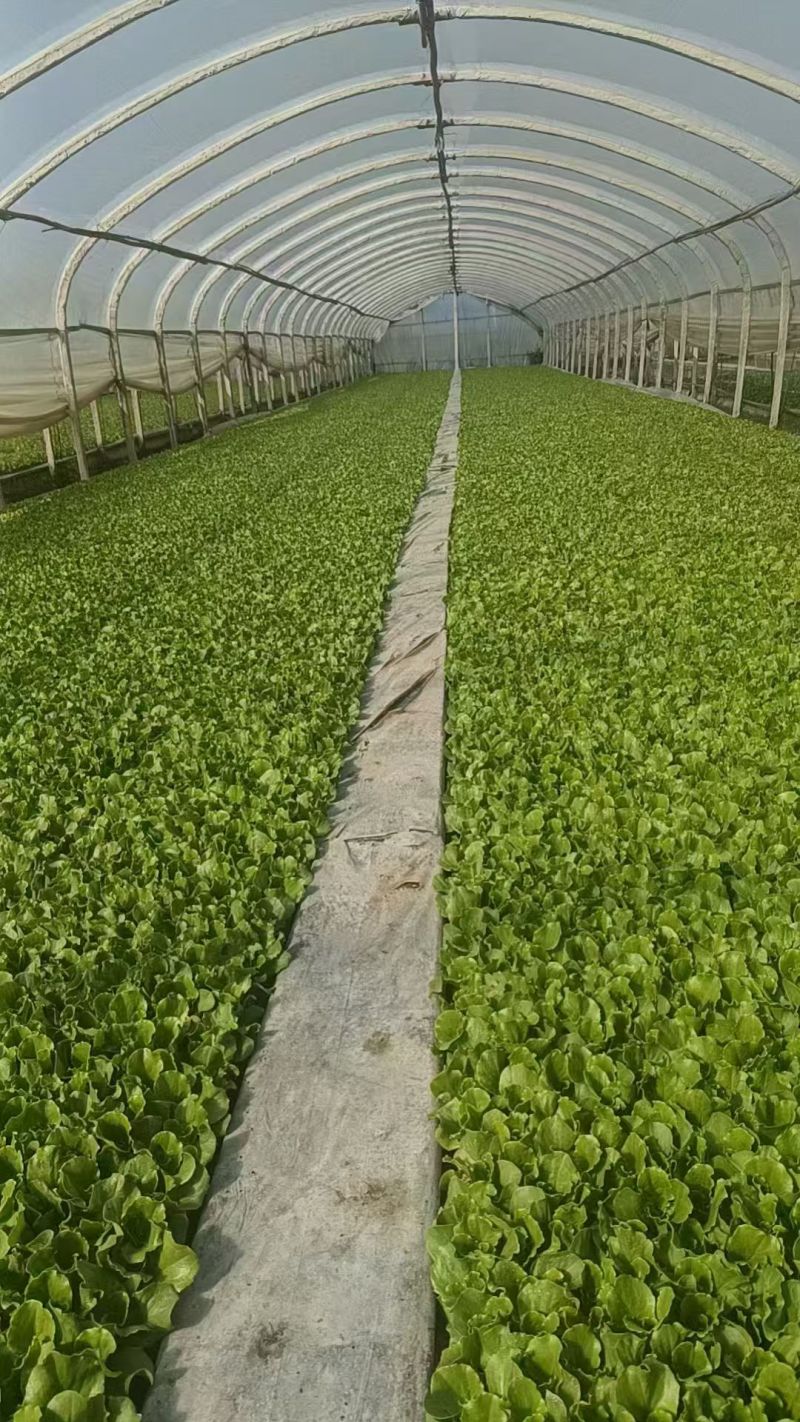 【生菜苗】意大利生菜种苗/云南生菜苗/规格齐全品质齐全