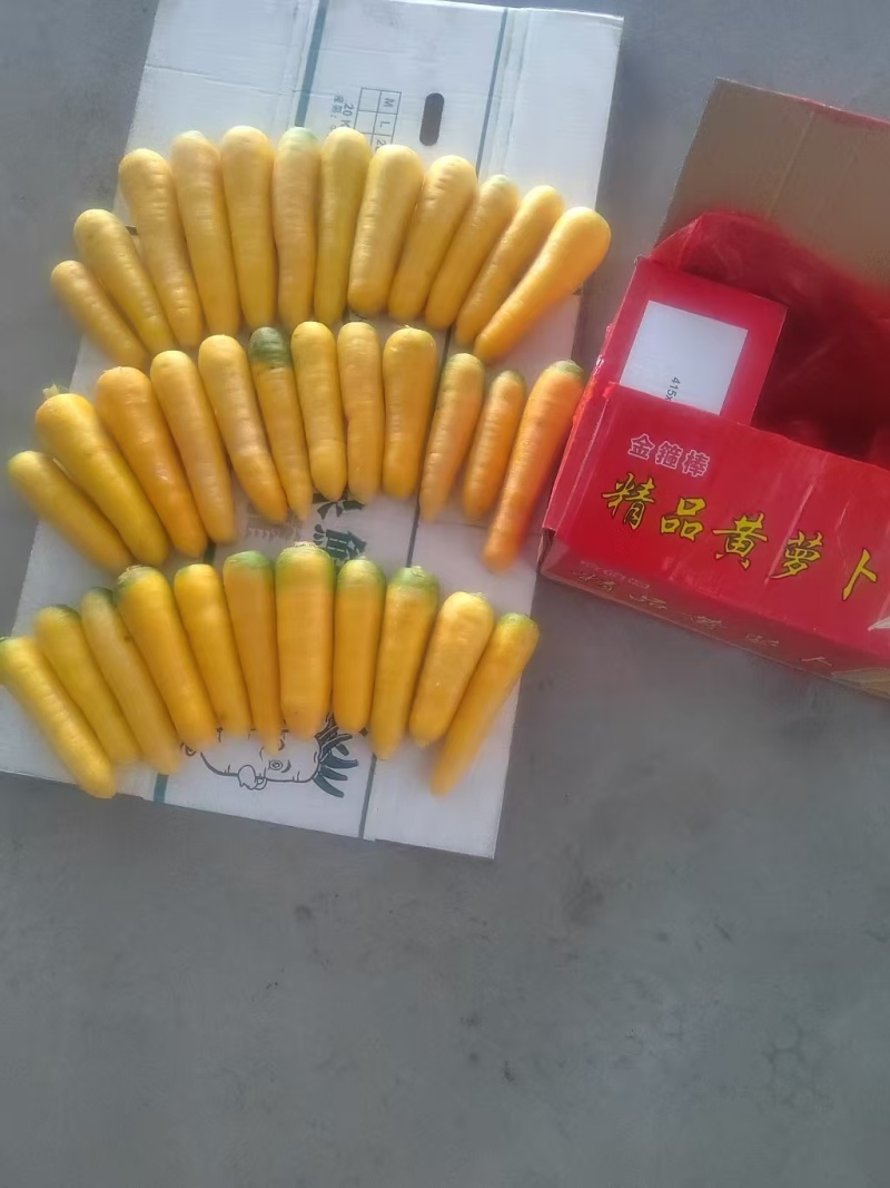 新鲜精品黄萝卜，大量现货供应，全国发货，新鲜直采