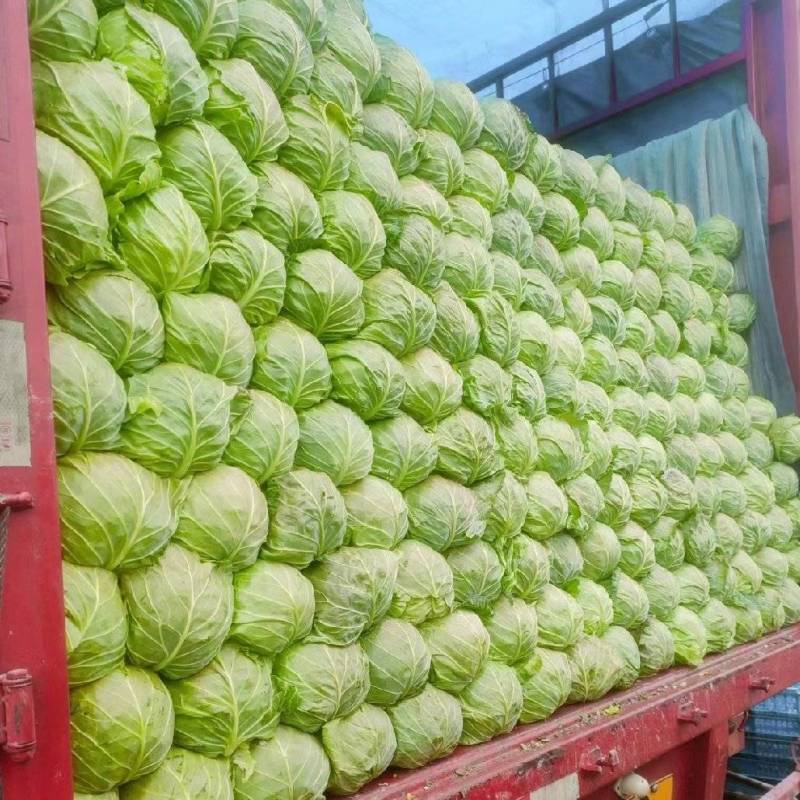 湖北甘蓝圆包菜基地直供品质保证实力代发全国商超
