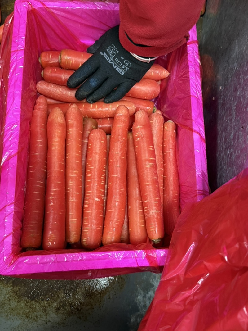 精品陕西红萝卜口感佳条形红规格齐全欢迎批发一手货源
