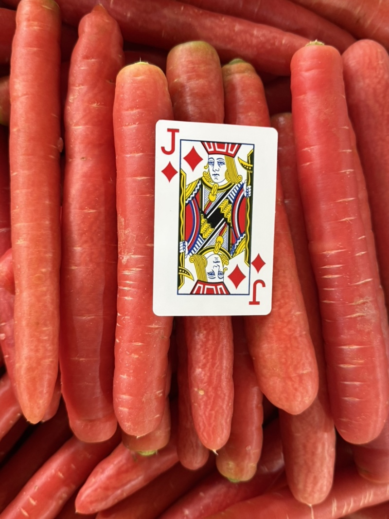 精品陕西红萝卜口感佳条形红规格齐全欢迎批发一手货源