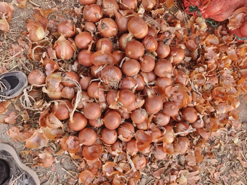 甘肃黄皮洋葱鲜嫩可口价格美丽质量好欢迎询价热卖