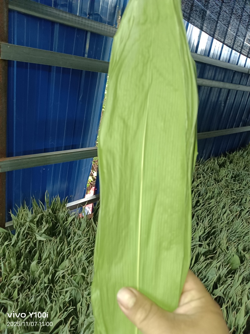 粽叶麻竹叶