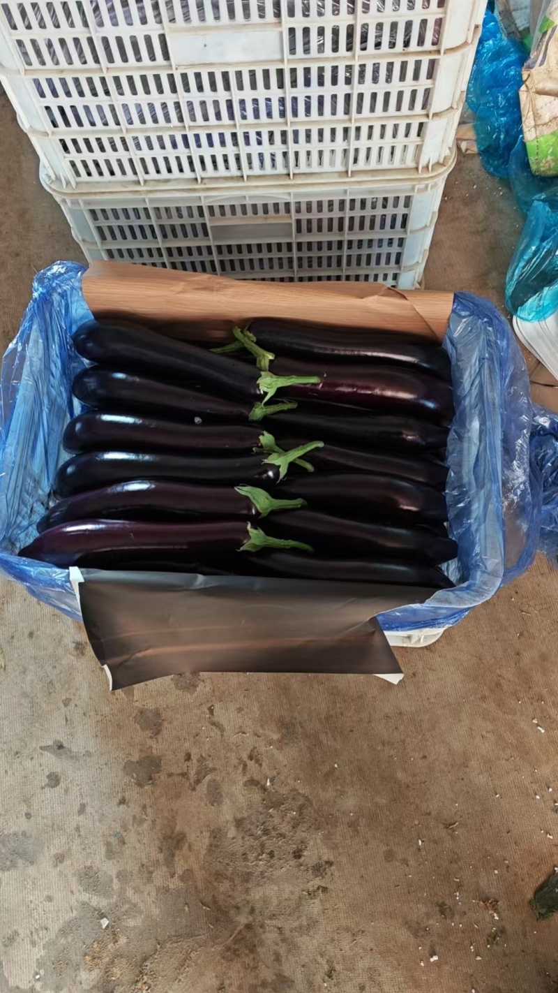 山东寿光精品绿把长茄产地直供，市场商超，电商平台大量供应