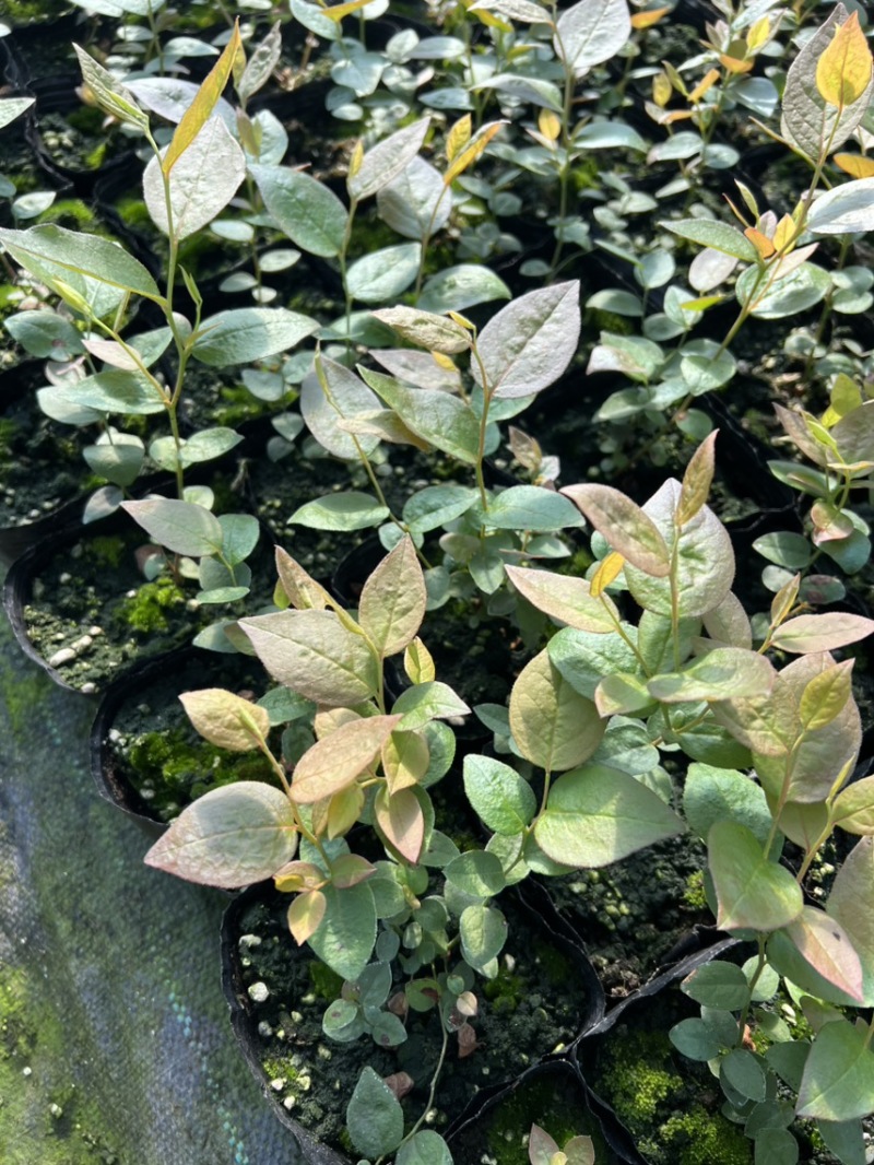 蓝莓苗大全