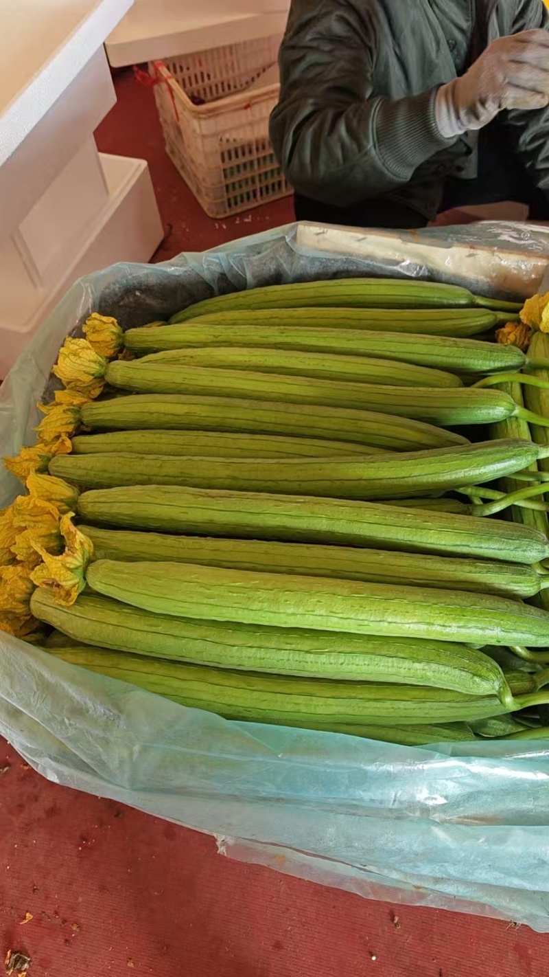 山东寿光精品鲜花丝瓜，产地直供，市场商超电商平台大量供应