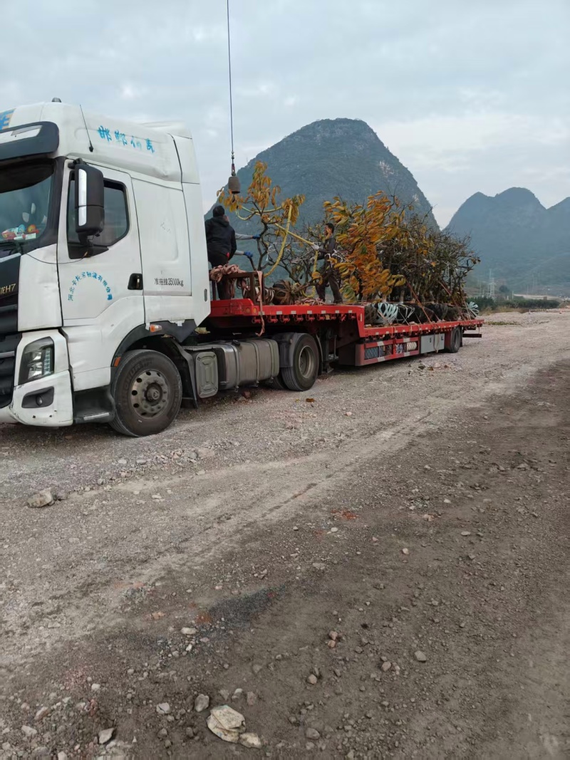 恭城月柿树苗观景柿树可做柿饼可观赏大火晶红灯【不包活