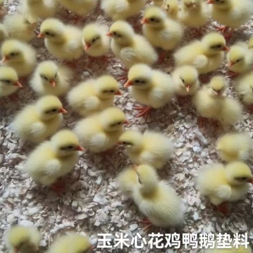 各种兔马鸡鸭鹅垫料批发，产量稳定，质量保证，欢迎大家联系