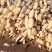 潍坊市寒亭区固堤街道500亩莲藕种植基地，娃娃头莲藕