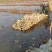 潍坊市寒亭区固堤街道500亩莲藕种植基地，娃娃头莲藕