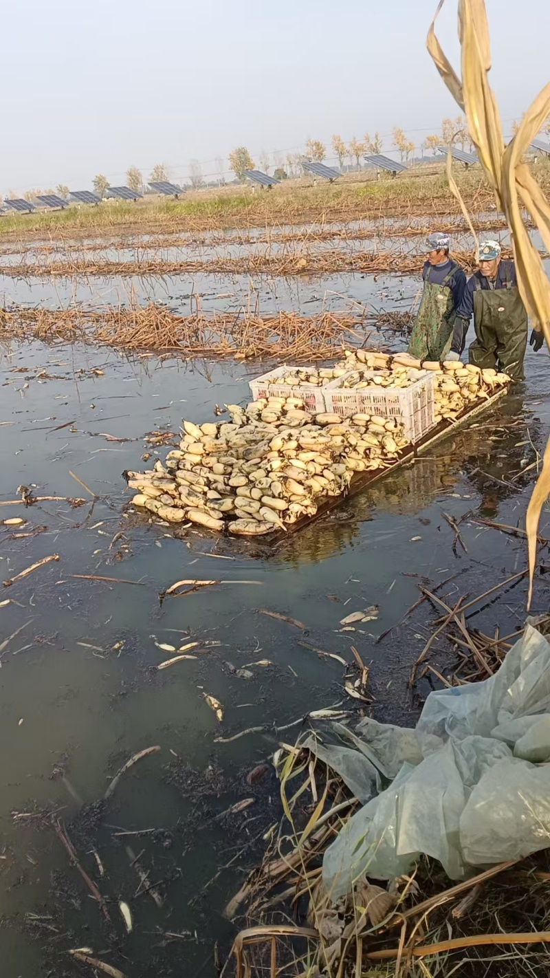 潍坊市寒亭区固堤街道500亩莲藕种植基地，娃娃头莲藕