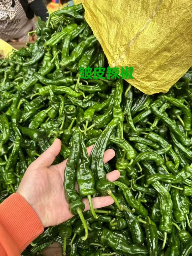 皱皮椒产地一手货源可大量供应全国各地支持配车
