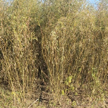 龙柳