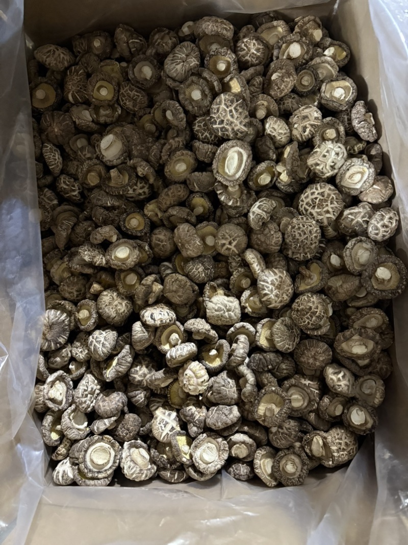 包邮精选白茶花3-4厘米2026年新货