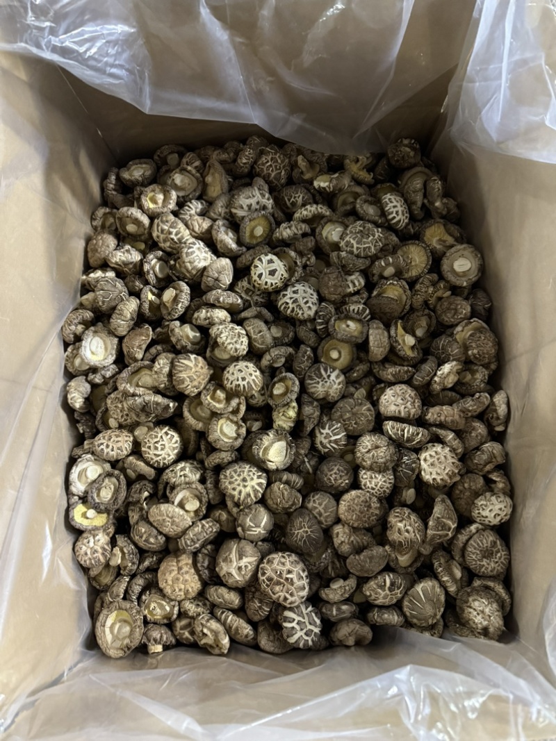 包邮精选白茶花3-4厘米2026年新货