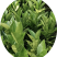 【推荐】赣南脐橙纽荷尔脐橙苗提供技术假一赔十