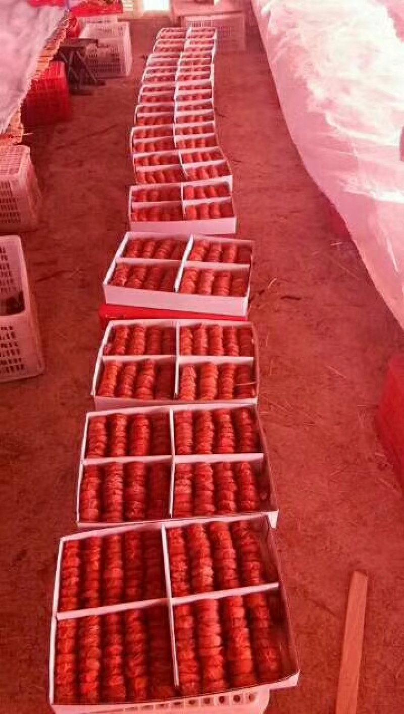 柿饼开始收购小批量生产加工