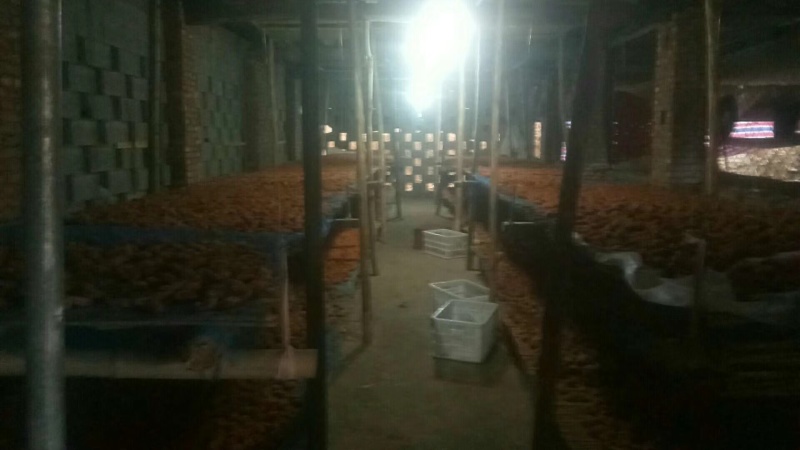 柿饼开始收购小批量生产加工