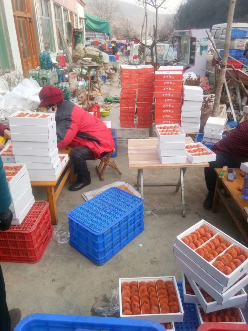 柿饼开始收购小批量生产加工