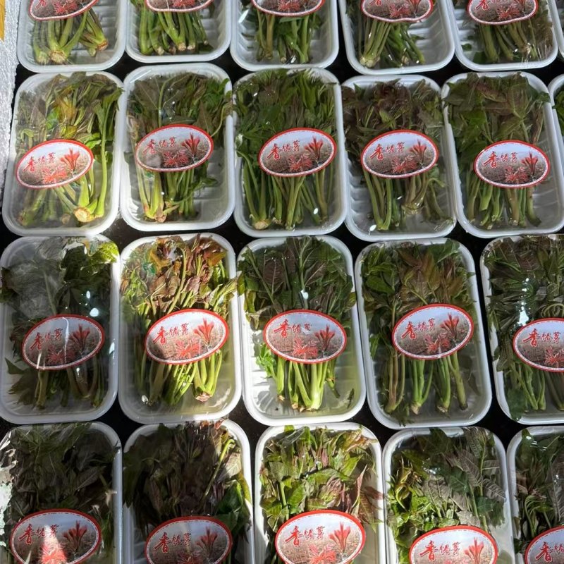 温室大棚香椿芽