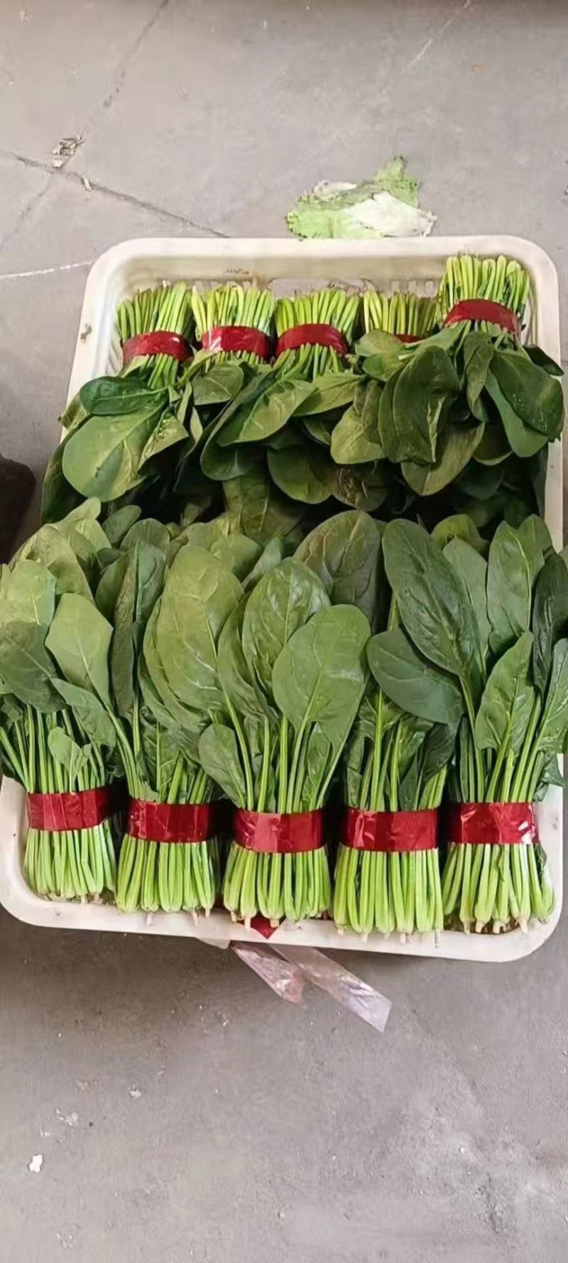菠菜大叶菠菜红根小叶脱水菠菜捆把单县徐寨箱装特价代办代发