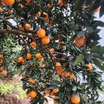 红橙